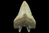 3.44" Fossil Megalodon Tooth - North Carolina - #131602-2